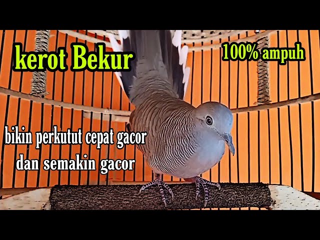 kerot bekur bikin perkutut cepat gacor dan semakin gacor class=