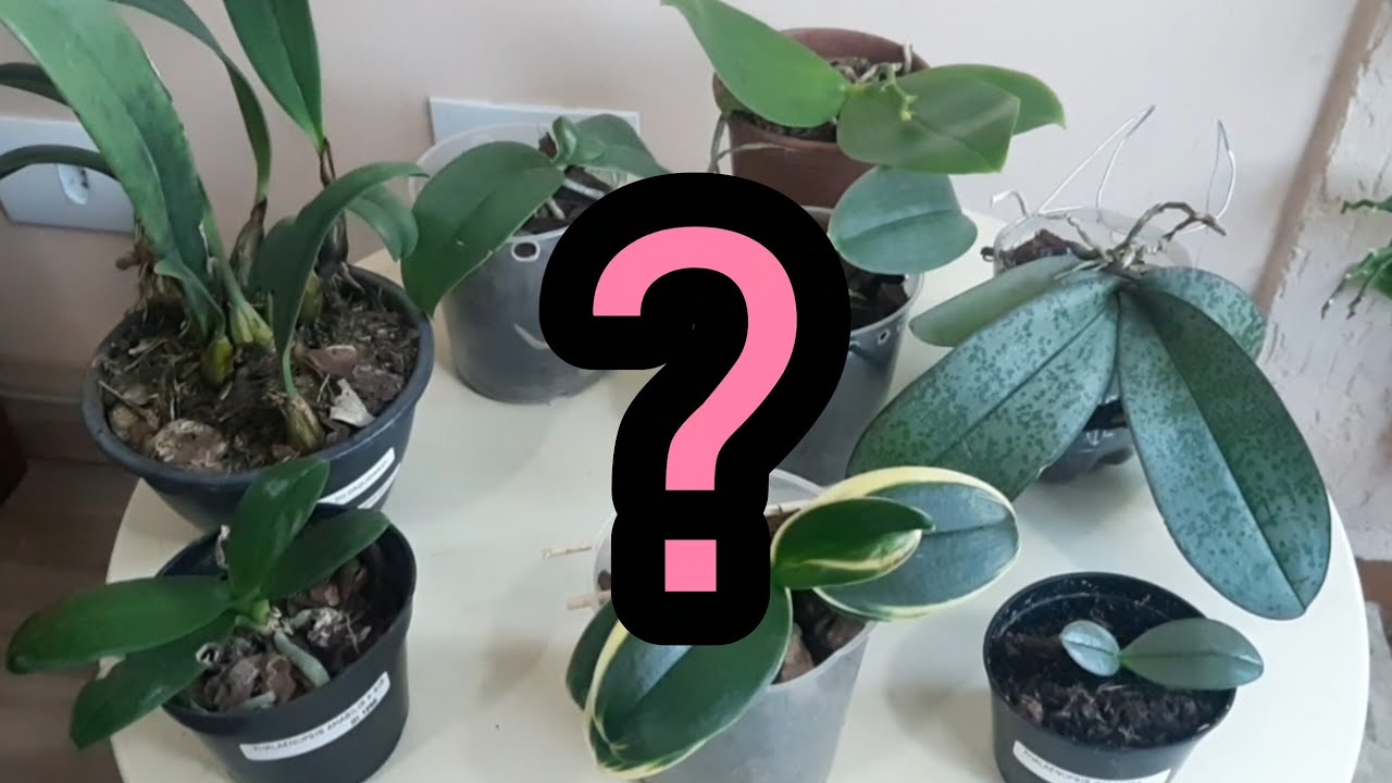 Comprei phalaenopsis especiais. Venham ver quais são!!