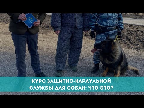 Курс защитно-караульной службы для собак: что это?