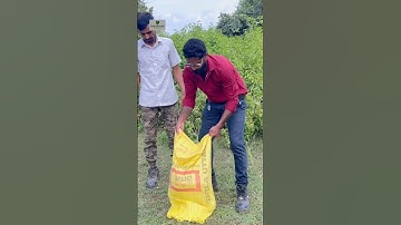 अजगर Dangerous rock python🐍#snakevideo #python #viralvideo #ytshorts #shtos #viralshort #ajgar#sht