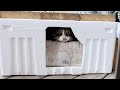 庭にやってくる野良猫に発泡スチロールハウスを用意してみた①【野良猫】のち【地域猫】