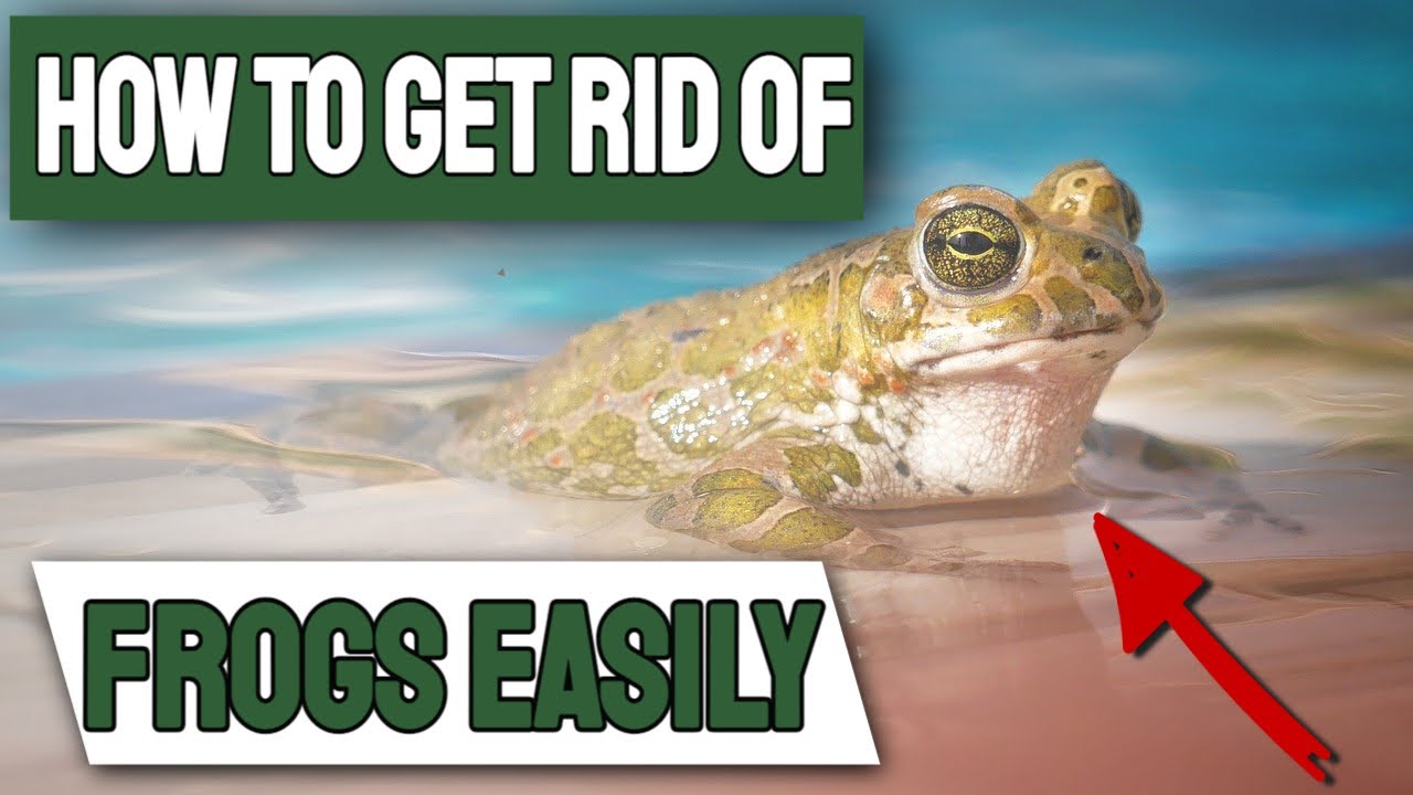 How To Get Rid Of Frogs Easily 🐸 | Top 8 Methods