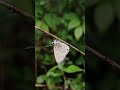 Butterfly In Rain At Kali Tiger Reserve #nature #butterfly #panchavati #PBP #KTR