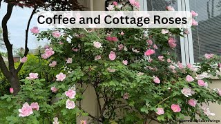 Coffee & Cottage Roses