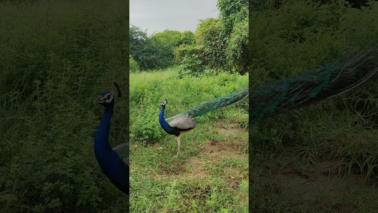 peafoul peacock saund peacock video peacock 