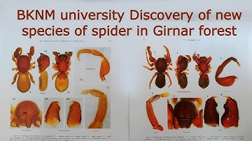BKNM University student Namrata Hun Discovery of new species of spider in Girnar #GirnarSpider