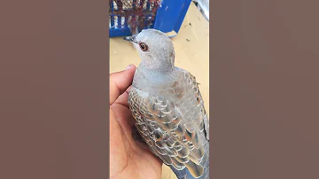 الرقطيه او القمريه ايش تسموها في بلادكم 