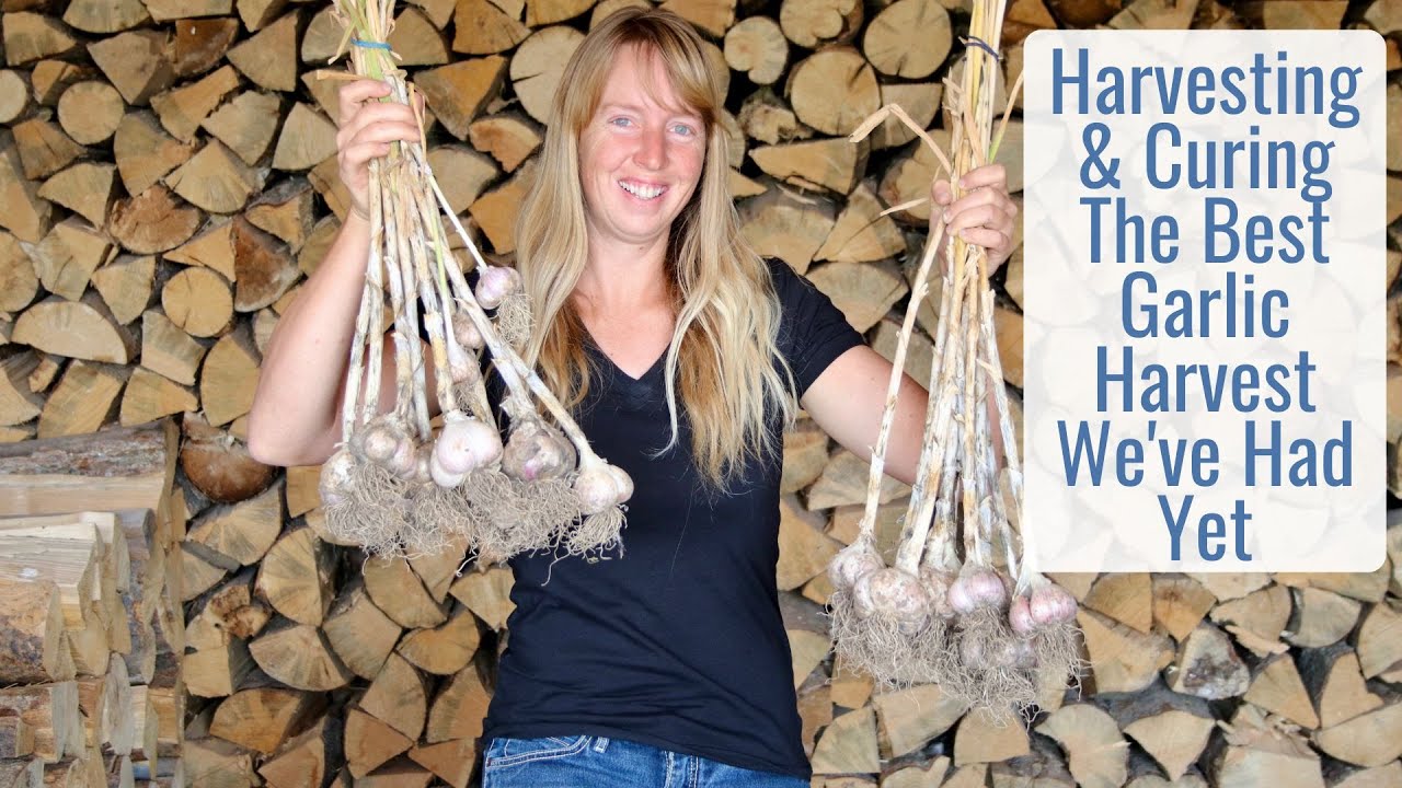 Harvesting & Curing Our Best Garlic Harvest Yet, Check Out These Huge