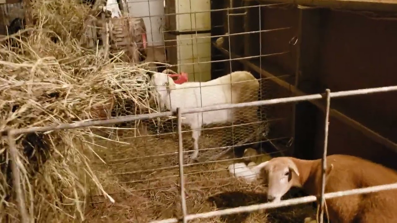 Kidding and Lambing pens
