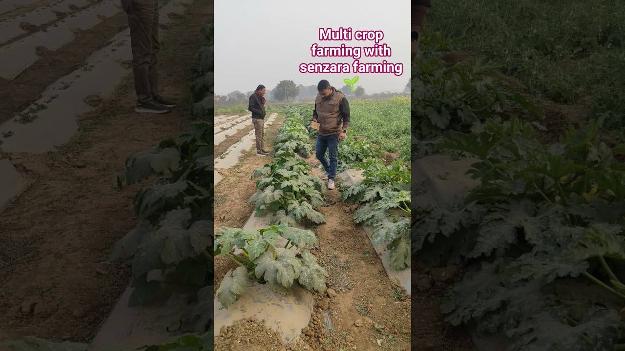 Smart Multi Crop Farming 🚜🌾Senzara Farming Model