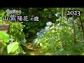 地植えのヤマアジサイがピーク迎える! 山野草と雑木の庭 オンラインオープンガーデン(2023/5/21)