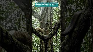 नेवला vs सर्प👍🏻 #retech9098 #viral #NevlaVsSarp#Wildlife#SnakeFight#NatureVideo#AnimalWorld #yt