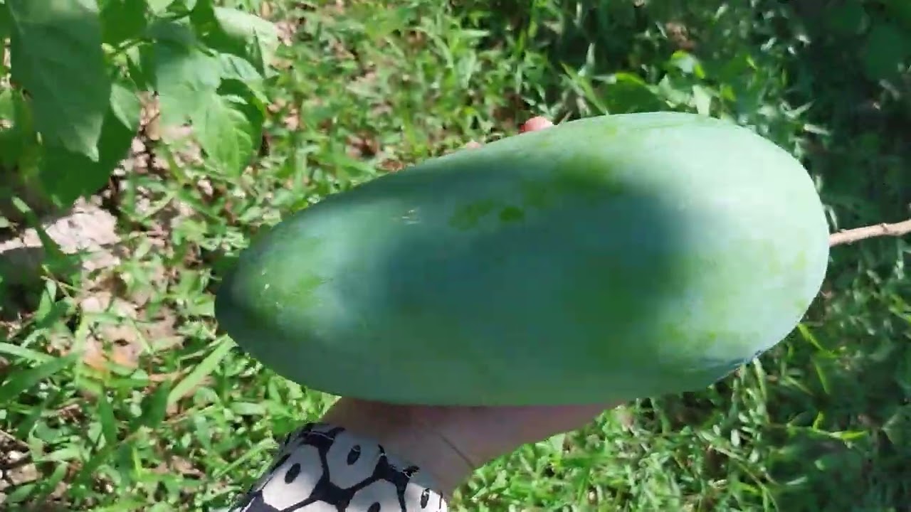 VƯỜN CÂY NHÀ NGOẠI