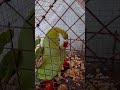 midu midu#viral #parrot #talkingparot #lovesongs #funny #parrot#viralvideo #mithukibatain #musiclov