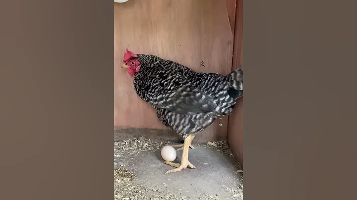 The hen laid an egg in front of me! 母雞下蛋被打擾了 - 天天要聞