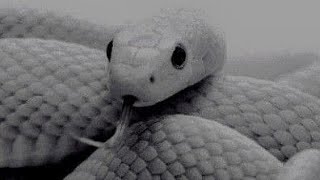 Download Lagu DJ ULAR BREAKDUTCH - ZERO SPEEDUP \u0026 SILENT RMX MP3