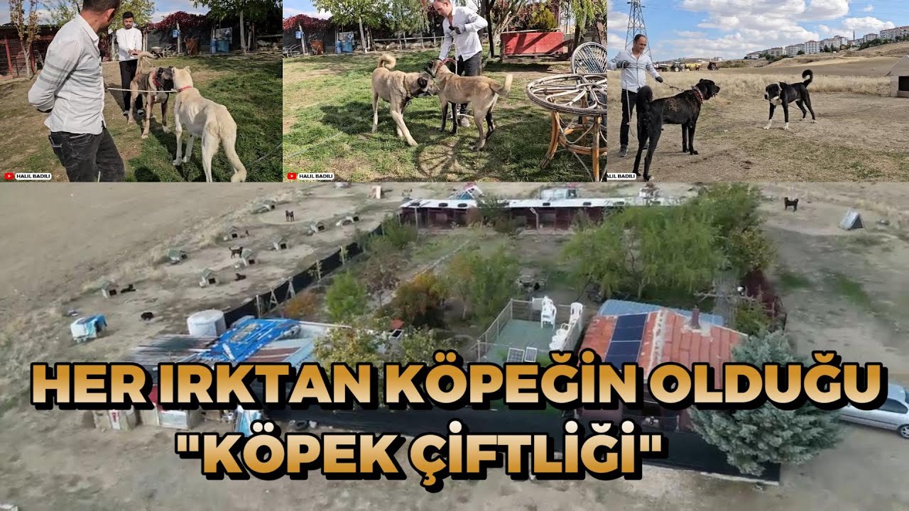 HER IRKTAN KÖPEĞİN OLDUĞU 