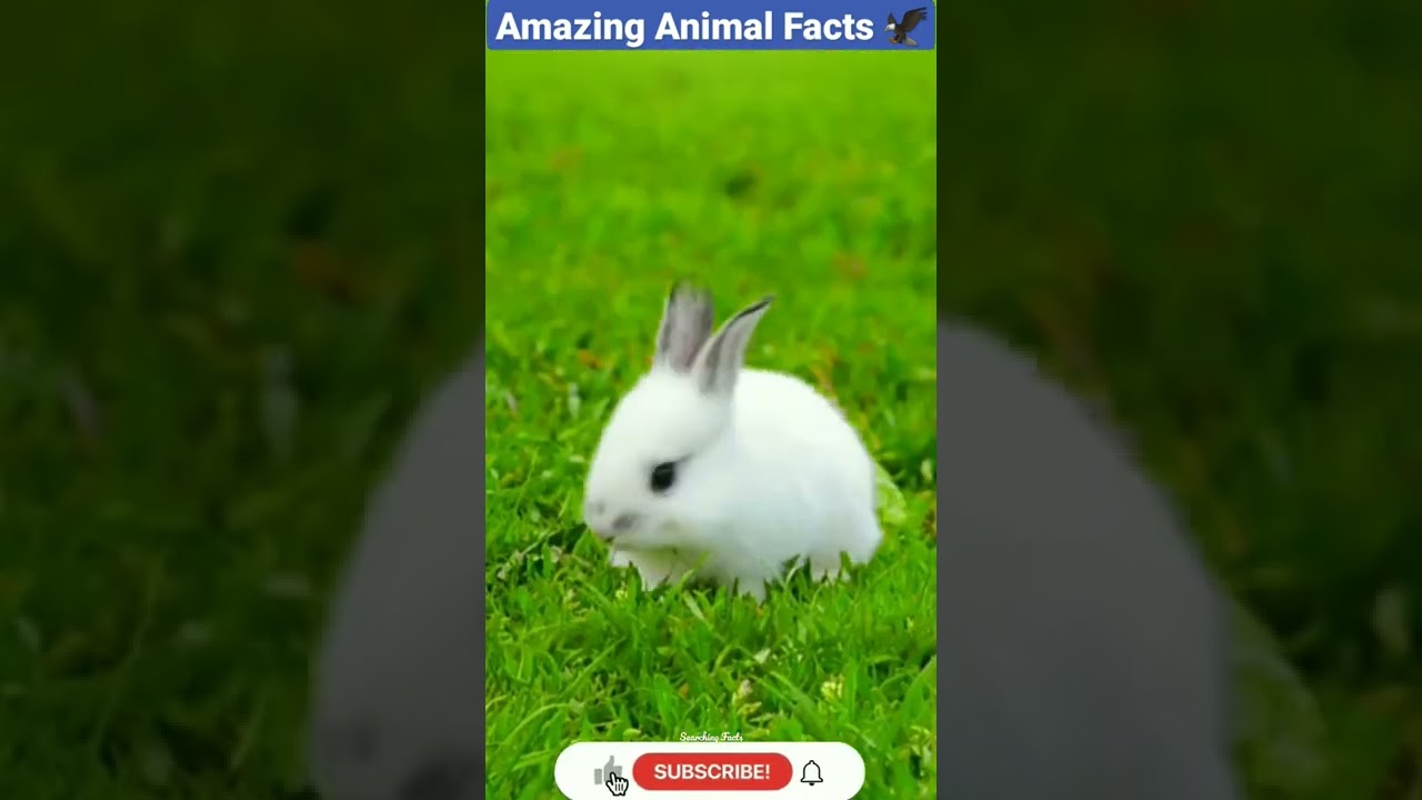 Amazing Animal Facts In Hindi 🦋🤗🐇||Random Facts||