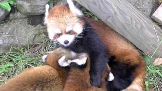 レッサーパンダの授乳