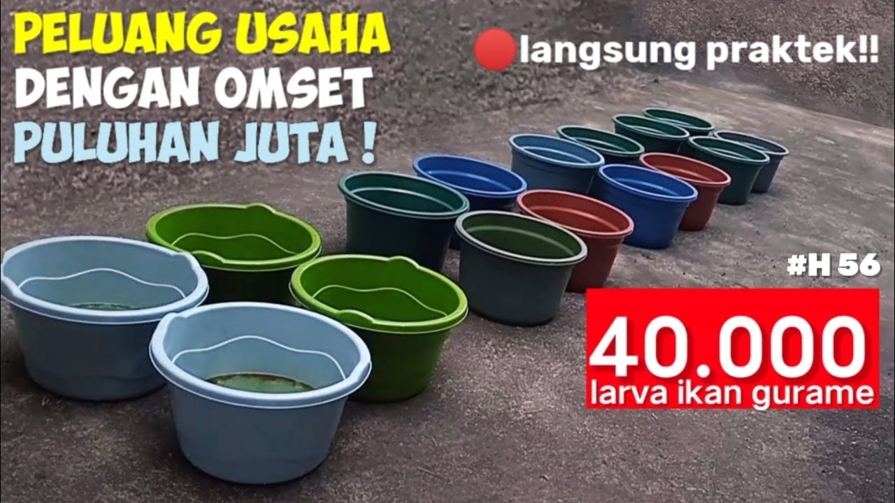 DOCUMENTASI SEBELUM PANEN BIBIT GURAME‼️HARI KE 56