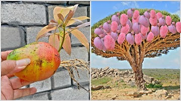 How to grow mango tree from fruit with Coca-Cola