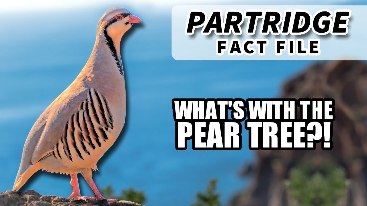 Partridge Facts: What Is A Partridge In A Pear Tree?