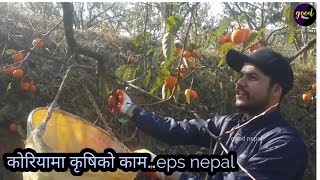 काेरियामा कृषि क्षेत्रकाे काम | korea ko kam | eps nepal