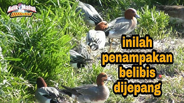 belibis liar di Jepang || dunia binatang