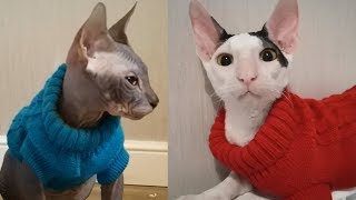 Cat Cornish Rex vs Cat Don Sphynx by Cat Life 4,274 views 4 years ago 4 minutes, 5 seconds