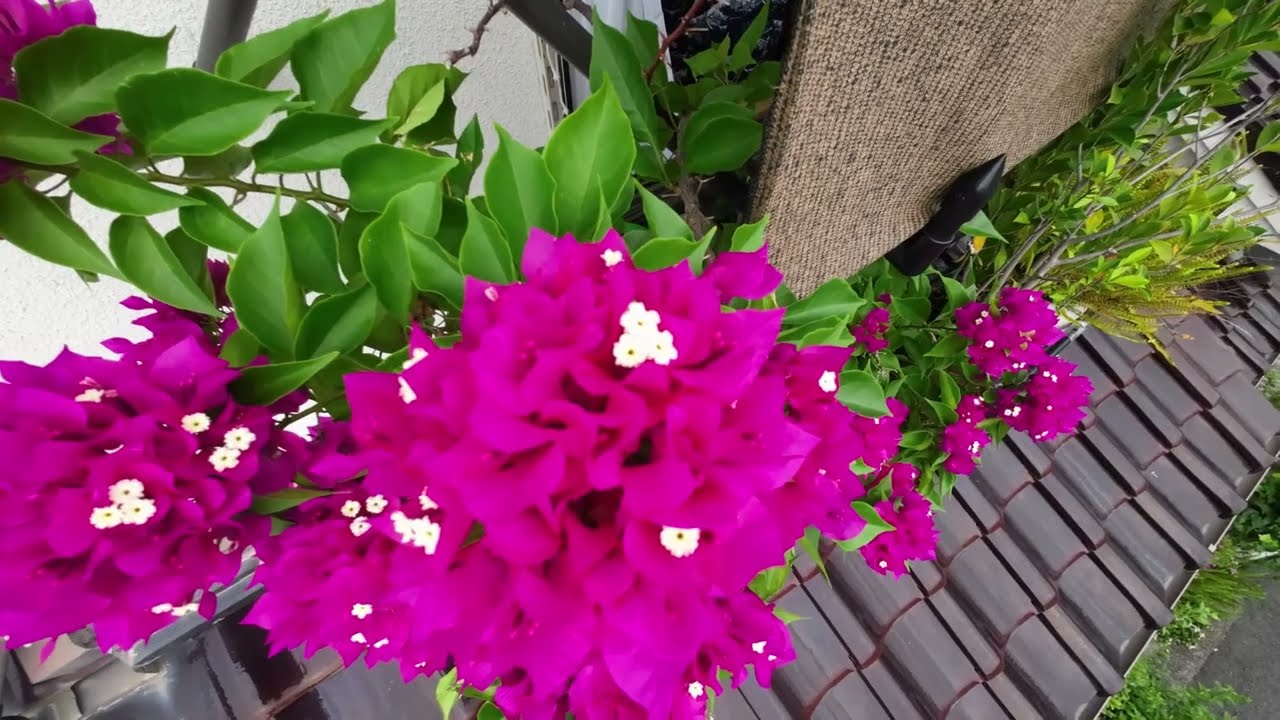 ３年目のブーゲンビリア　2022.8.20 Sat