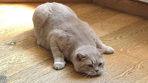 Cat Gets High On CatNip