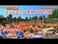 ＜VR180 3D＞今が見頃!! 兵庫県伊丹市 荒牧バラ公園 2023.5.11【ゴーグル必須・立体視】