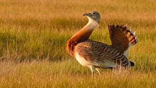 The snowball display of the world's heaviest flying bird