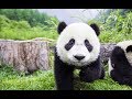 【激かわ】ひたすら追いかけてくる赤ちゃんパンダ A baby panda chasing after myself