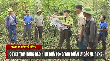 ĐIỆN BIÊN – Quyết tâm nâng cao hiệu quả công tác quản lý bảo vệ rừng | Quản lý bảo vệ rừng