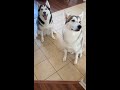 5 Reasons Why Huskies Are The WEIRDEST DOG BREED