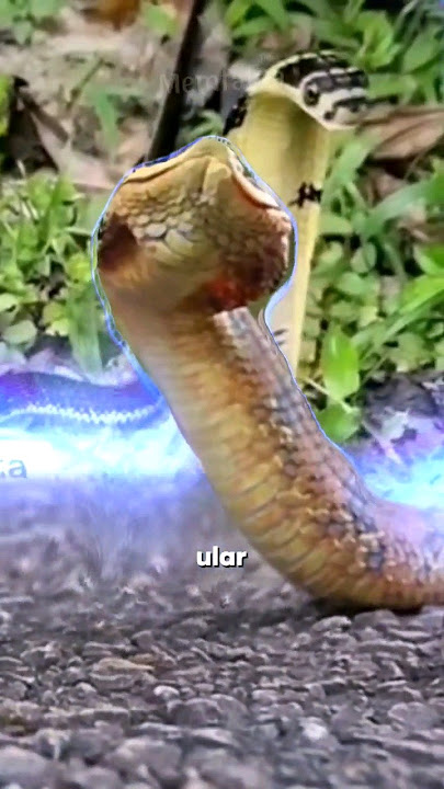 Download lagu Hebat Ular ini Bisa Suara Ayam