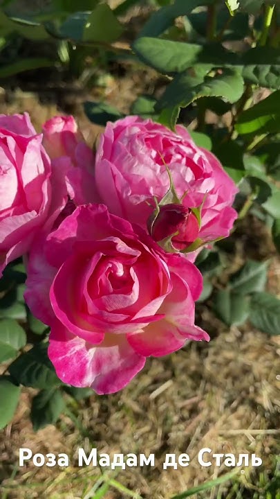 Роза Мадам де сталь/ rose Madame de Stael - YouTube