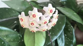 видео: 375. Хоя Карноза. Через месяц после укоренения. картинка: 375. Хоя Карноза. Через месяц после укоренения.