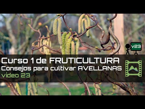 Video: Polinización de árboles de avellana: polinización de avellanas en el huerto casero