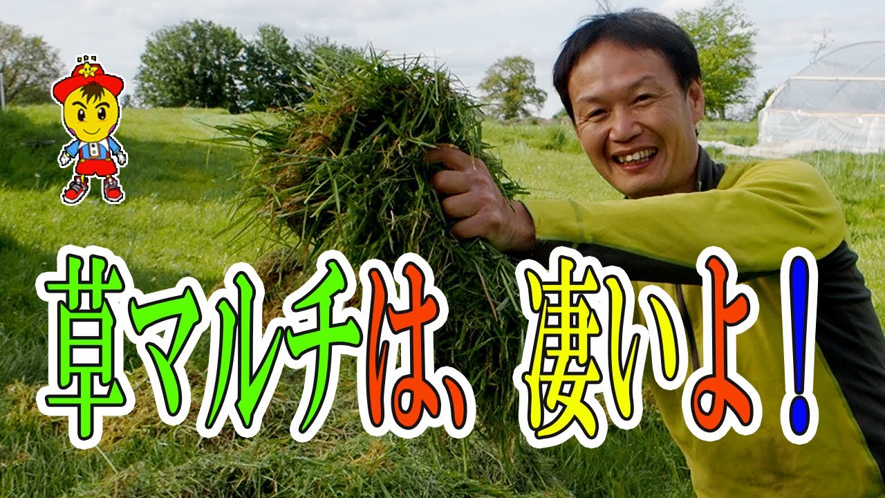 【自然栽培35】草マルチで、収穫量を増やそう！草マルチの効果を検証したよ。検証結果から、草マルチの役割を学ぼう！