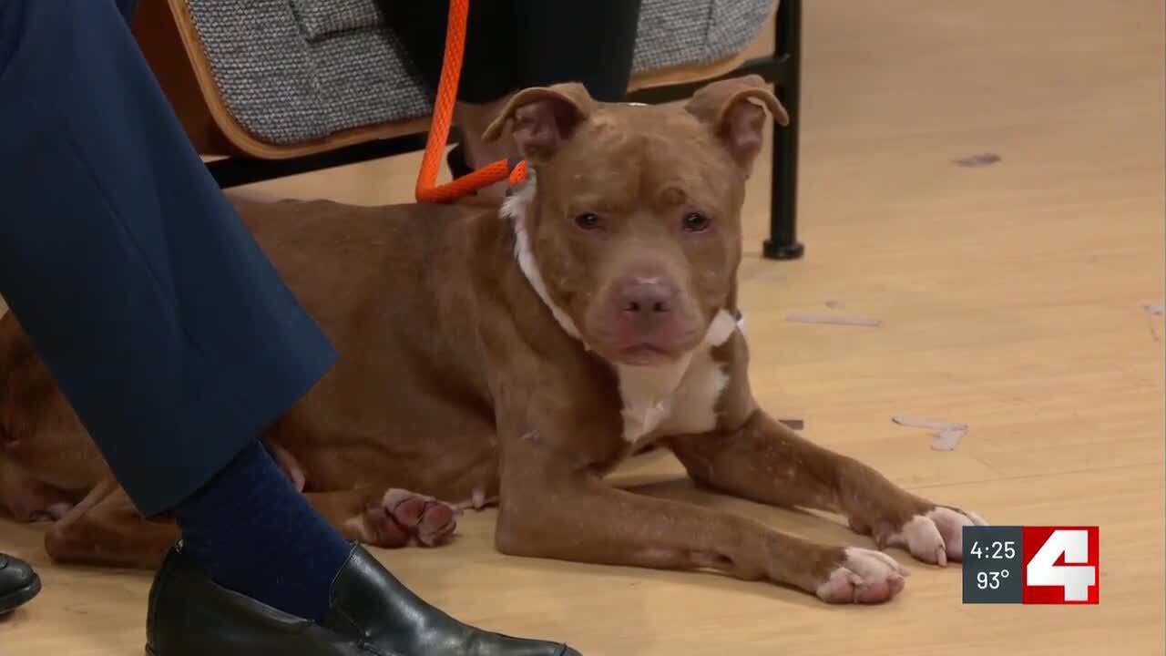 Pet of the Week: Allegra - YouTube