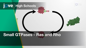 Small GTPases - Ras and Rho | Cell Bio | Video Textbooks - Preview