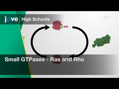 Small GTPases -