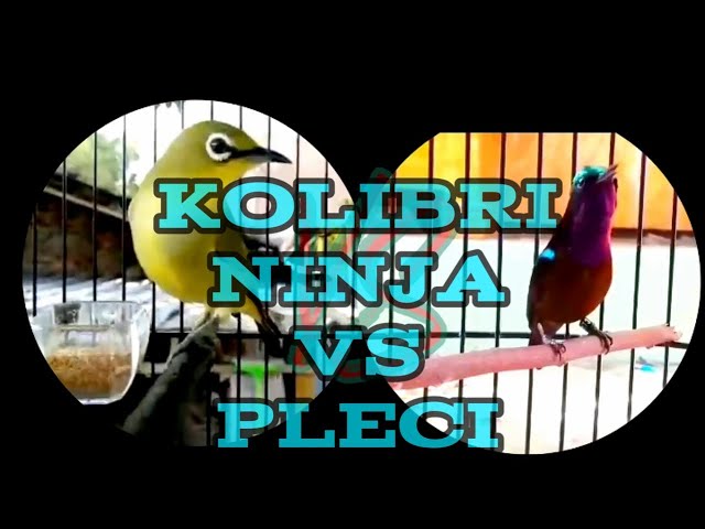 Kolibri ninja vs pleci class=