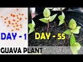 Guava seedling  how to grow guava plants from seeds  sprouting seeds
