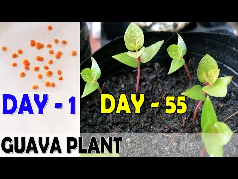 Video: Guava stabla uzgojena iz sjemena: kako i kada posaditi sjemenke guave