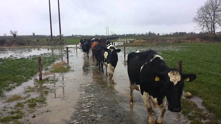 Greenfield Dairy Programme: February 2014 report
