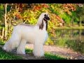 Afghan Hound - DOG LOVERS の動画、YouTube動画。