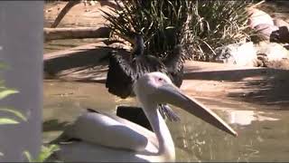 Pelicans And Cormorants 1-26-19